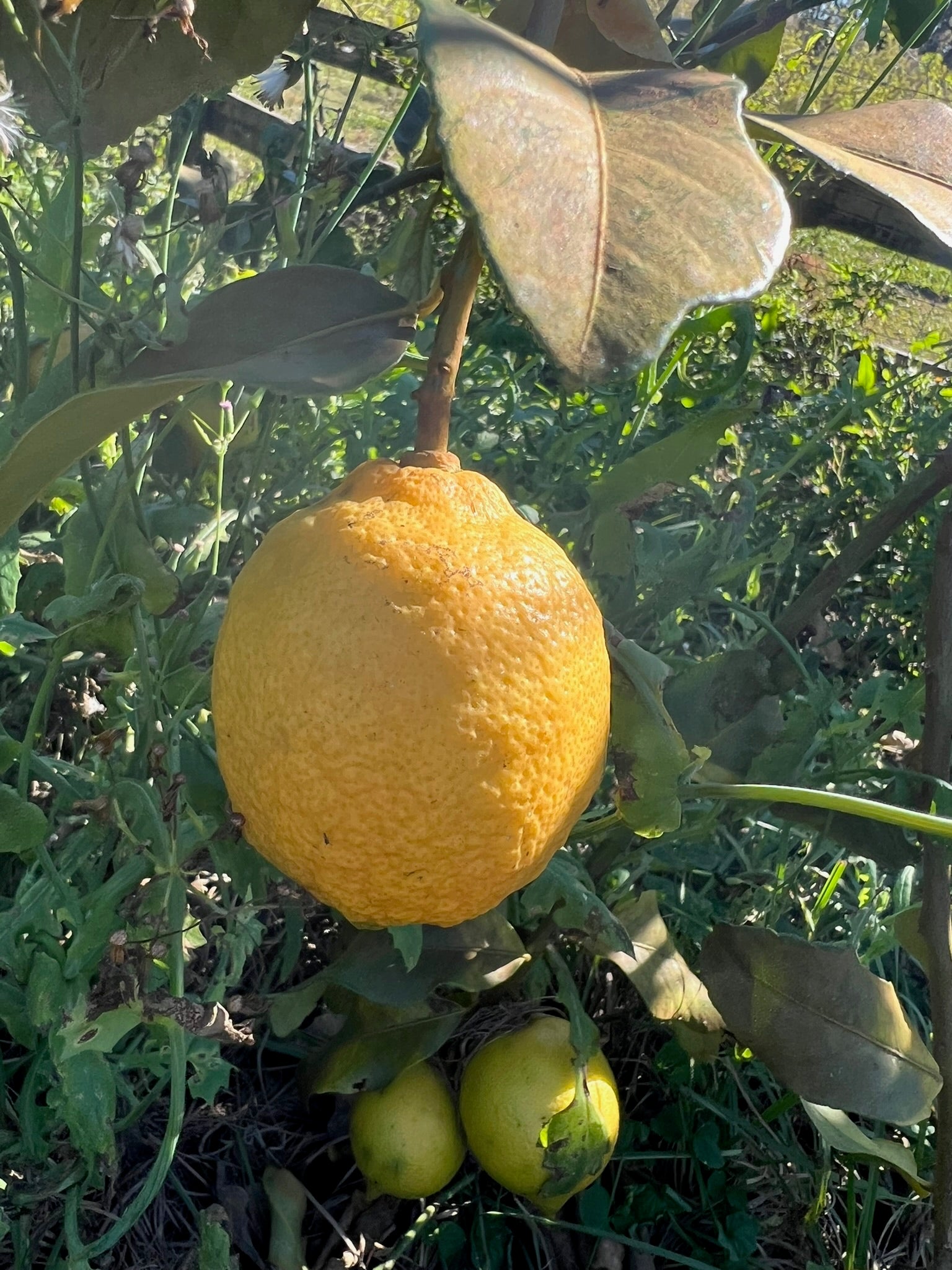 Lemons