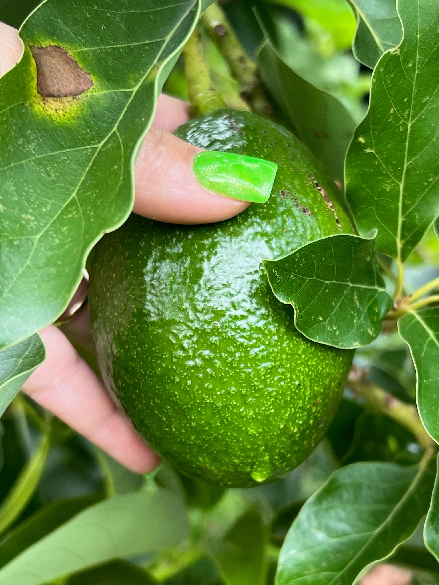 Avacados